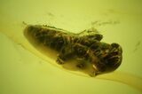 Detailed Fossil Cicada Larva (Auchenorrhyncha) In Baltic Amber #197721-2